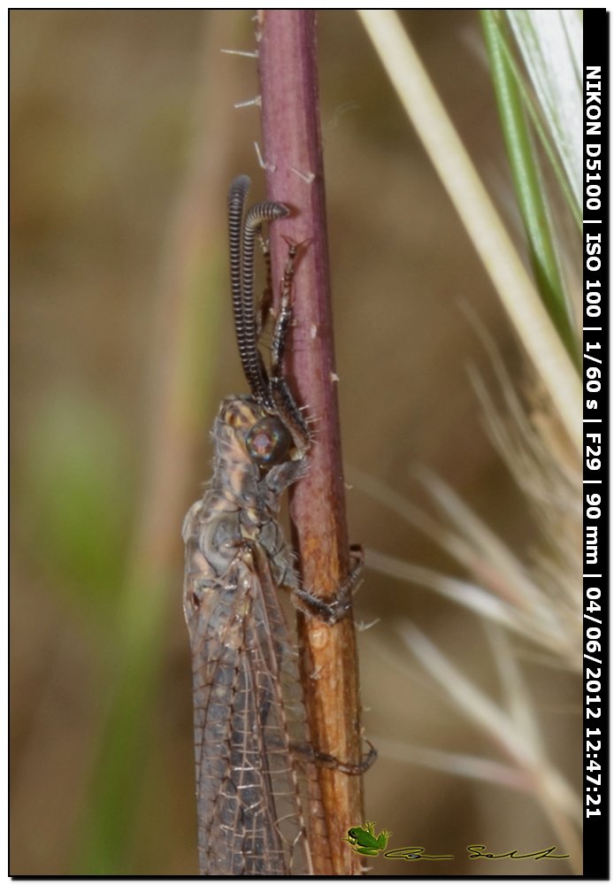 Creoleon corsicus, Myrmeleontidae